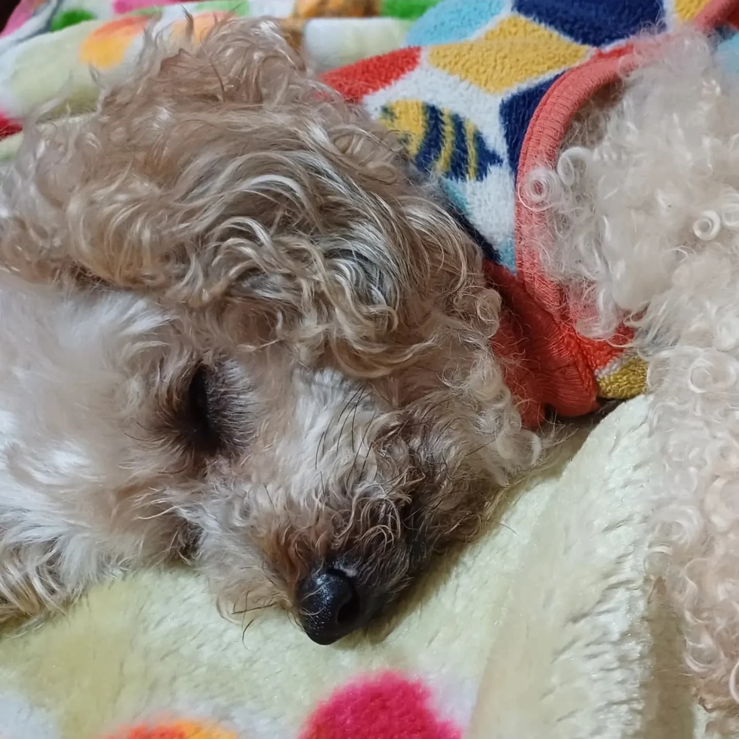 Perrito vistiendo ropa de Huellario